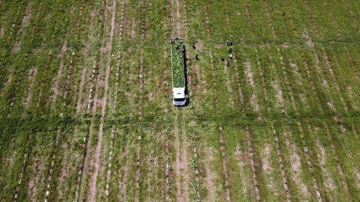 Tarsus'ta 200 bin ton karpuz, 50 bin ton kavun rekoltesi bekleniyor G2