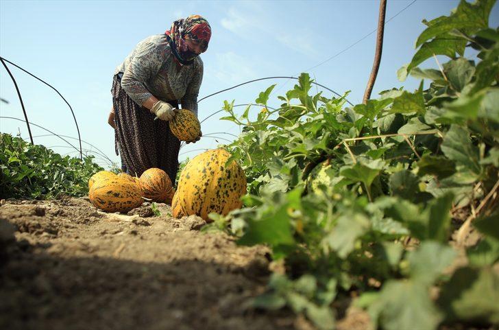 Tarsus'ta 200 bin ton karpuz, 50 bin ton kavun rekoltesi bekleniyor G3