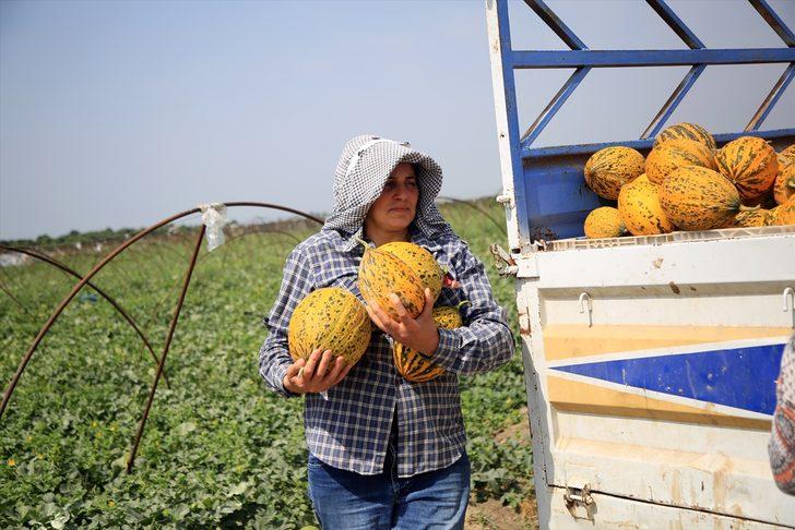 Tarsus'ta 200 bin ton karpuz, 50 bin ton kavun rekoltesi bekleniyor G4