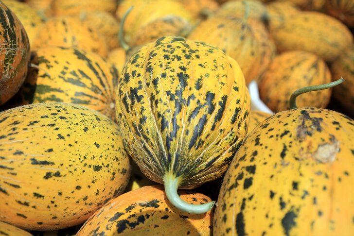 Tarsus'ta 200 bin ton karpuz, 50 bin ton kavun rekoltesi bekleniyor G5