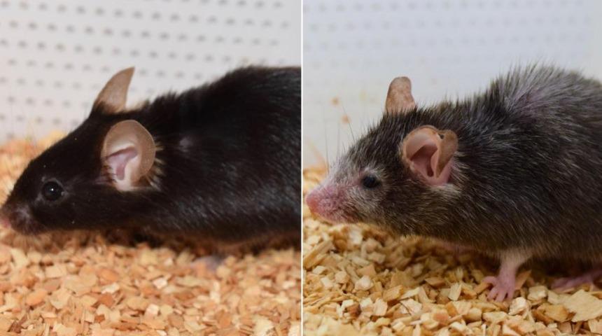 Benjamin Button etkisi şaşırttı: Fareler gençleşti! Artık amaç aynı şeyi insanlar için yapmak
