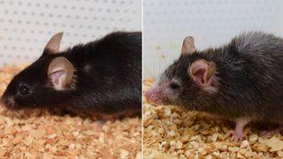 Benjamin Button etkisi şaşırttı: Fareler gençleşti! Artık amaç aynı şeyi insanlar için yapmak