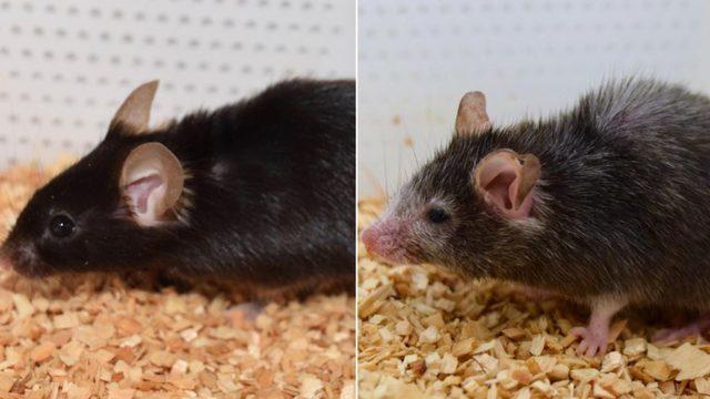 Benjamin Button etkisi şaşırttı: Fareler gençleşti! Artık amaç aynı şeyi insanlar için yapmak