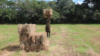 Ukrayna Krizi Latin Amerika'da Gıdaya Erişimi Zorlaştırıyor