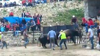 Arenadan kaçan boğalar, seyircilerin arasına daldı! Korku dolu anlar kamerada