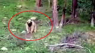 Boz ayının dron ile imtihanı kamerada! Görür görmez kaçmaya başladı