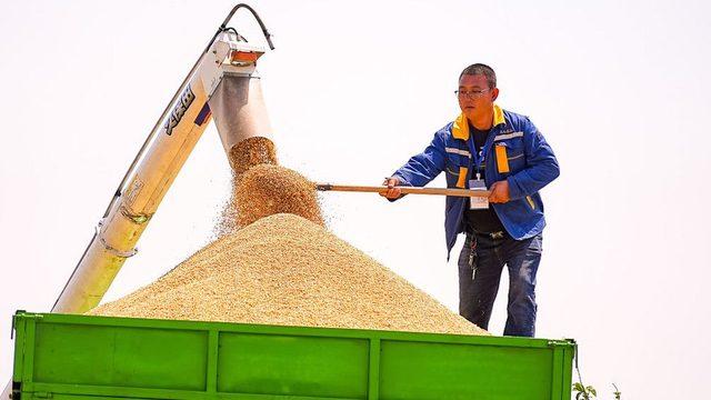Çin dünyanın en büyük buğday üreticisi.