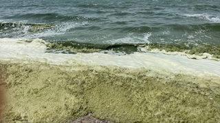 İznik Gölü'nden korkutan görüntüler... Girmek yasaklandı!