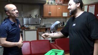 Sosyal medyada kayıp ilanı verilen 'Şükrü' ağaçta bulundu: O benim yol arkadaşım, dert ortağım 