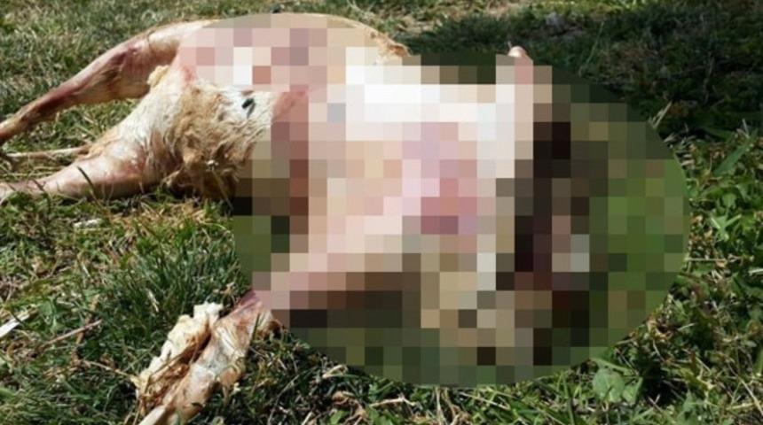 Kedinin başını koparıp, patilerini kesip, derisini y&uuml;zd&uuml;ler