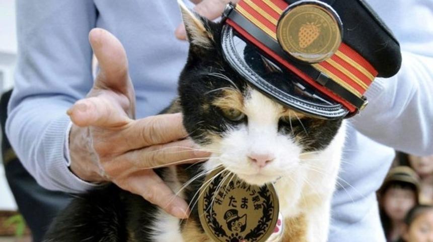 İstasyon şefi kediye görkemli cenaze töreni