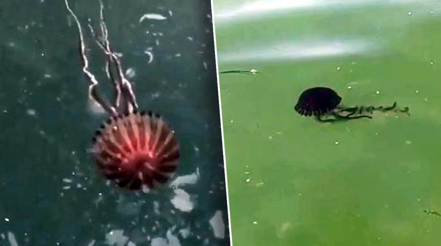 İstanbul'da 'pusula denizanası' paniği! 'Vatandaşların şuna dikkat etmesi gerekiyor' diyerek açıkladı