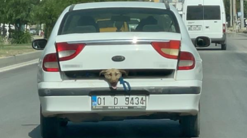 40 derece Adana sıcağında k&ouml;peği bagajda taşıdı! 'K&ouml;pek biraz hareketliydi o y&uuml;zden koydum'