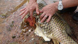 Ömerli Barajı'nda yürek sızlatan görüntü! Gece gelip katlediyorlar: Şok vermişler, gözleri patlamış 