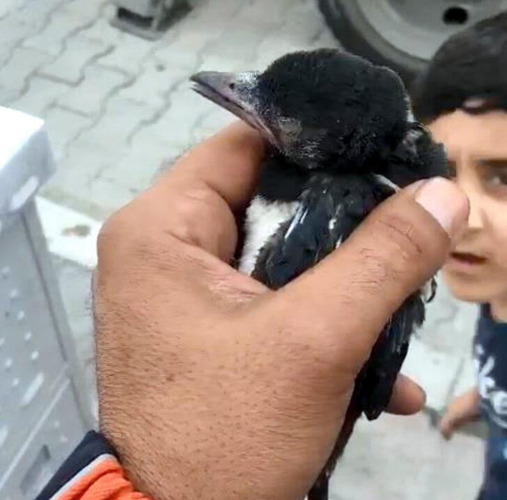 İtfaiyenin 'Kuş mesaisi'; Yavru kargalar yuvaya konuldu, mahsur kalan ebabil kuşu kurtarıldı G1