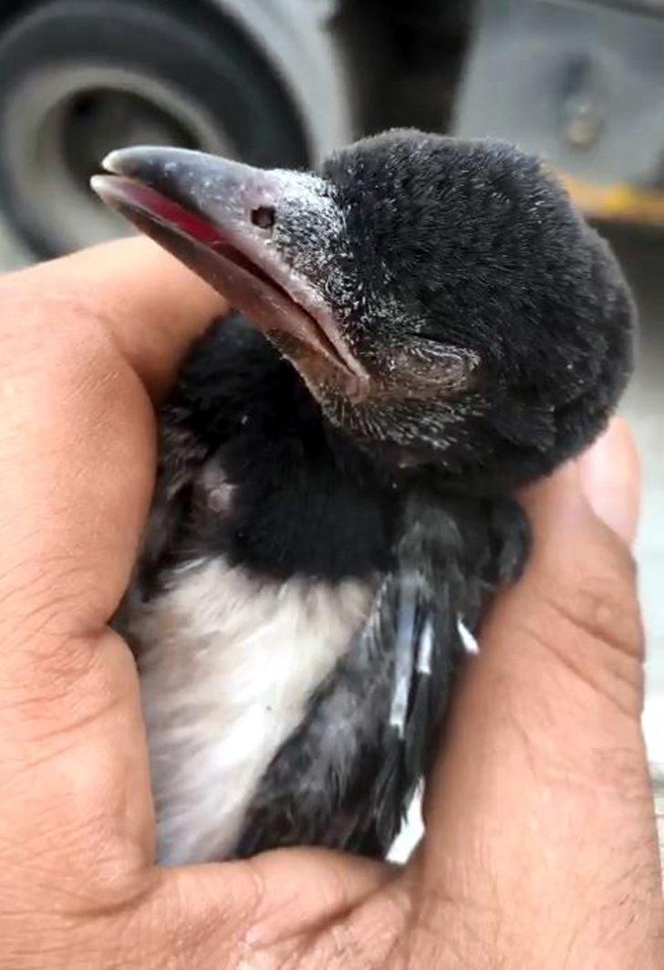 İtfaiyenin 'Kuş mesaisi'; Yavru kargalar yuvaya konuldu, mahsur kalan ebabil kuşu kurtarıldı G4