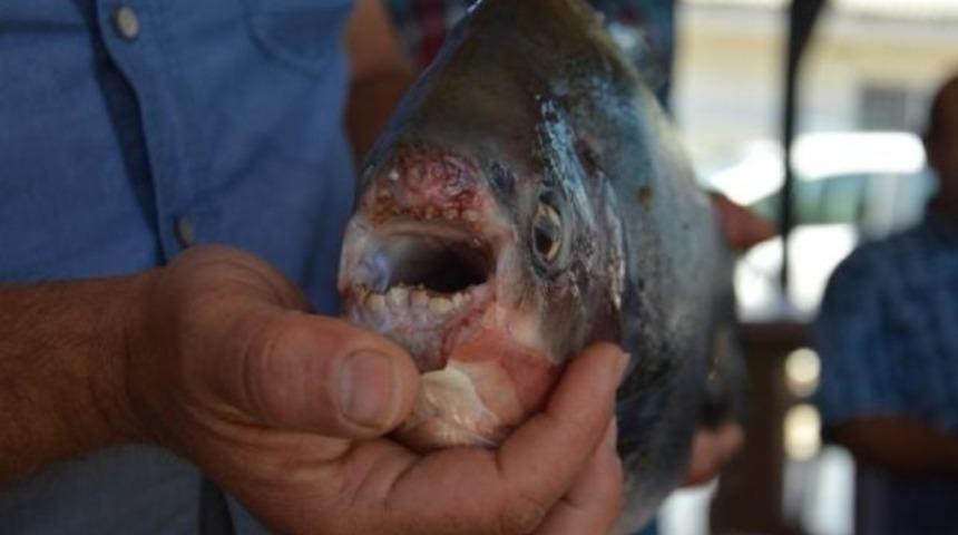 İznik Gölü’nde 2.5 kilo ağırlığında pirana avlandı