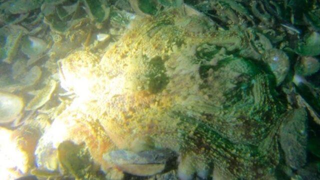 Yalova'da ahtapot görüldü! 'Yayılmaya başladığının göstergesi'