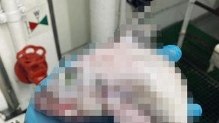 Yakalayan balıkçı şaşkına döndü! 'Frankenstein'ın balığı' tuhaf görünümüyle tüyler ürpetti