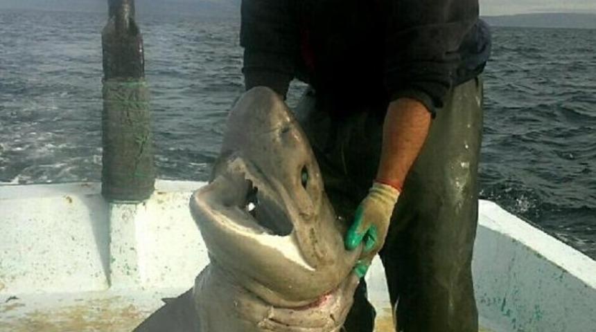 Balık&ccedil;ı ağına 200 kiloluk k&ouml;pekbalığı takıldı