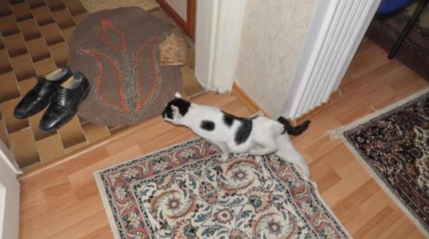 Evde mahsur kalan kedi kurtarıldı