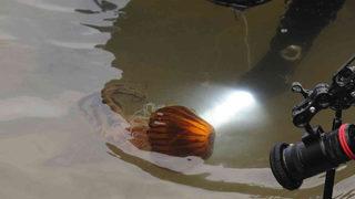 Denizlerin korkulu rüyası ortaya çıktı! Uzmanlar uyardı: Temas ederseniz...