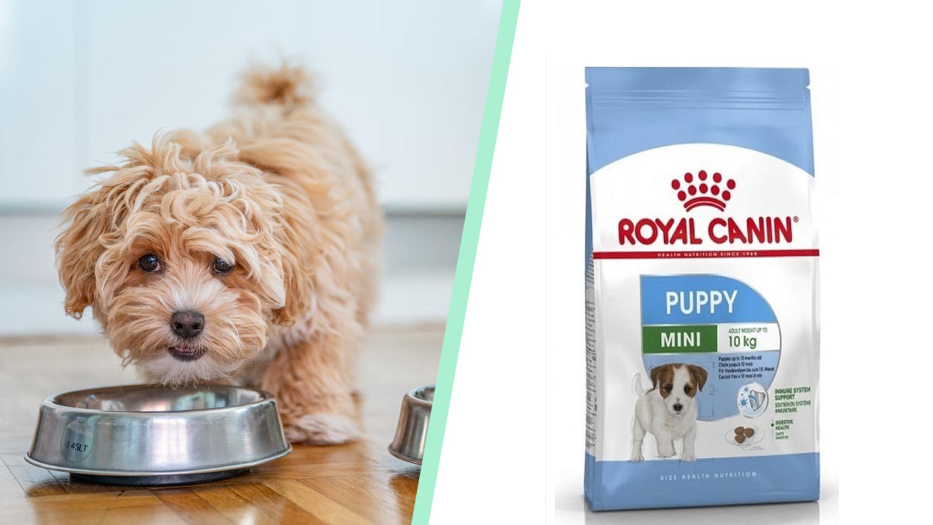 Yavru köpekleriniz için sağlıklı ve besleyici en iyi yavru köpek maması çeşitleri