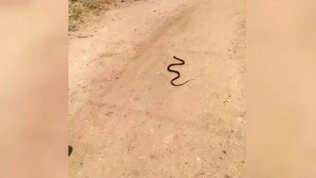 Yılanı görenler şoke oldu! Duvardaki su borusu deliğinde yakalandı