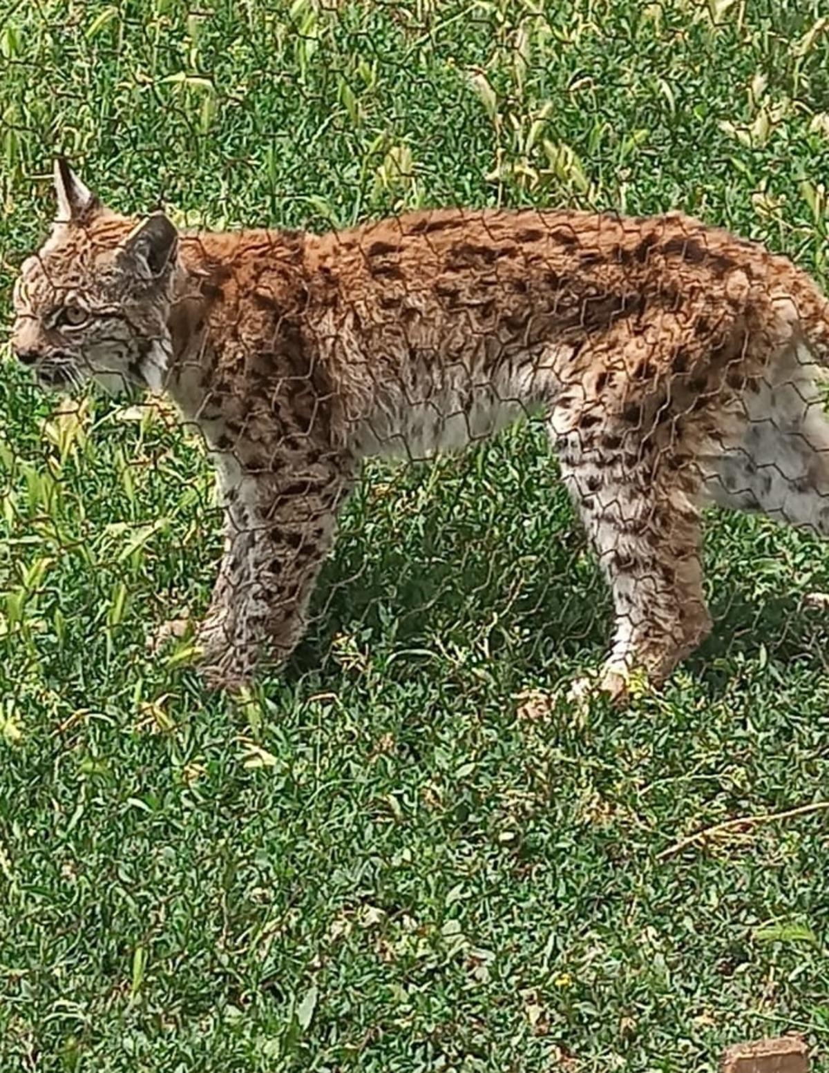 Bolu'da k&uuml;meste bulunan vaşak telef oldu