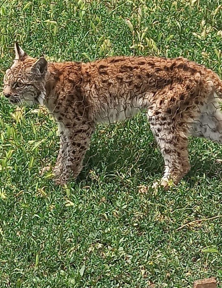 Bolu'da kümeste bulunan vaşak telef oldu G1