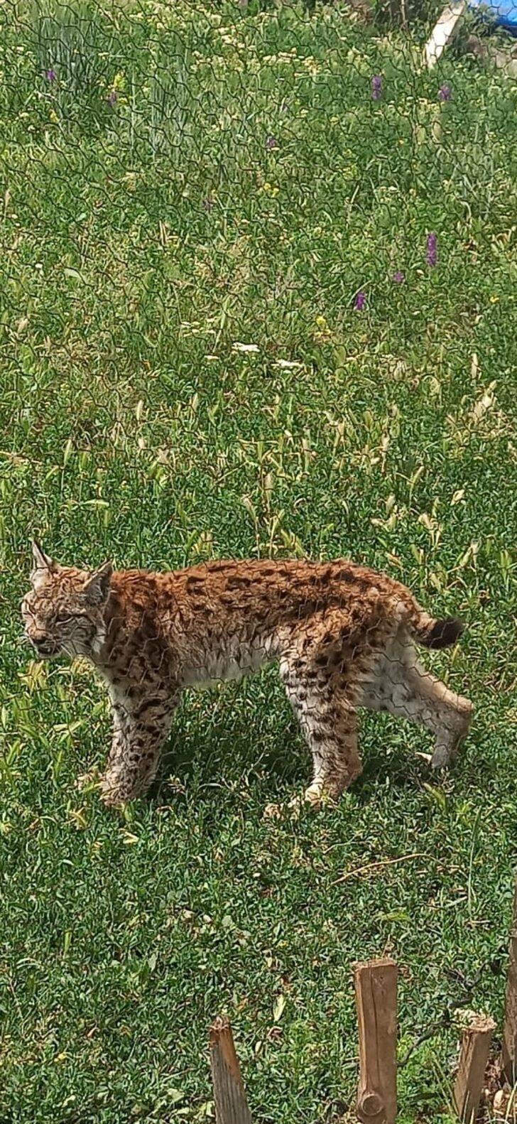 Bolu'da kümeste bulunan vaşak telef oldu G2
