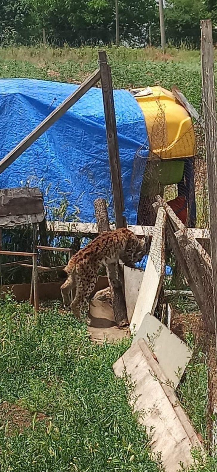 Bolu'da kümeste bulunan vaşak telef oldu G3