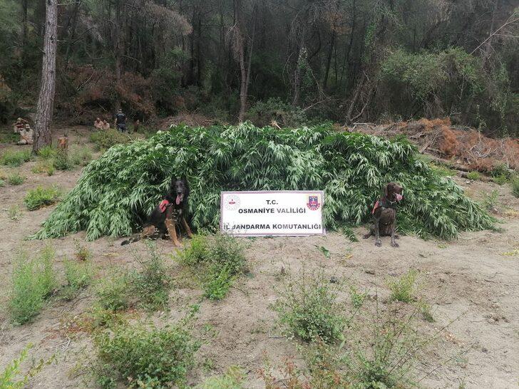 Osmaniye'de ormanlık alana ekili  55 bin kök Hint keneviri ele geçirildi G1
