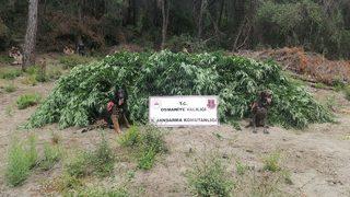 Osmaniye'de ormanlık alana ekili  55 bin kök Hint keneviri ele geçirildi