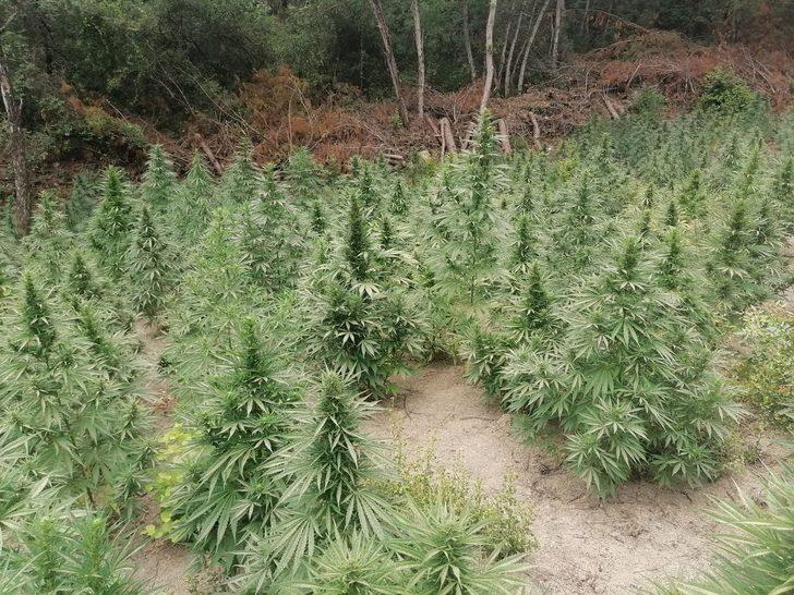 Osmaniye'de ormanlık alana ekili  55 bin kök Hint keneviri ele geçirildi G2