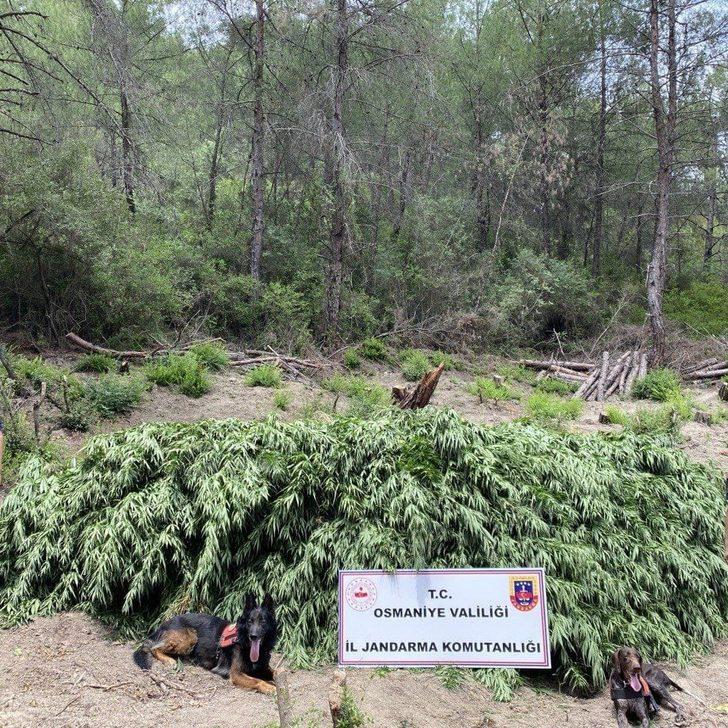 Osmaniye'de ormanlık alana ekili  55 bin kök Hint keneviri ele geçirildi G3