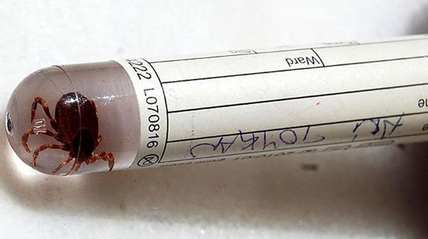 Kayseri'de kene alarmı... 1 kişi yaşamını yitirdi