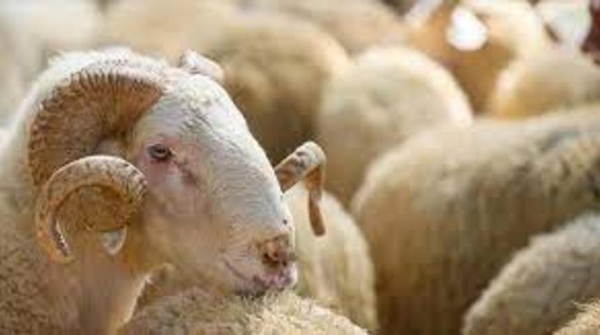 Kurban Bayramı tatili kaç gün olacak? 2022 Kurban Bayramı tatili 9 gün olacak mı?