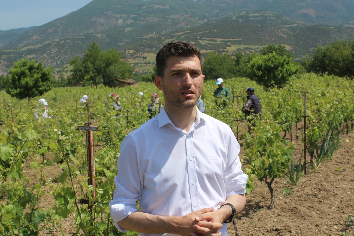 Erbaa'nın tescilli asma yaprağında hasat d&ouml;nemi başladı