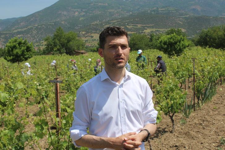 Erbaa'nın tescilli asma yaprağında hasat dönemi başladı G1