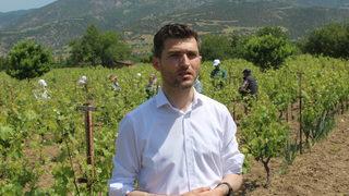 Erbaa'nın tescilli asma yaprağında hasat dönemi başladı