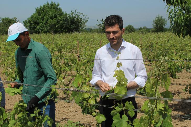 Erbaa'nın tescilli asma yaprağında hasat dönemi başladı G3