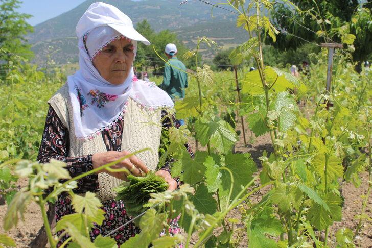 Erbaa'nın tescilli asma yaprağında hasat dönemi başladı G4