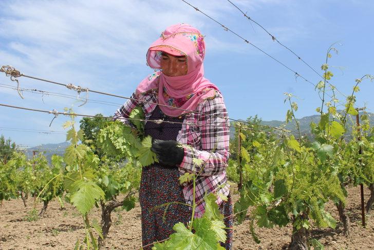 Erbaa'nın tescilli asma yaprağında hasat dönemi başladı G5