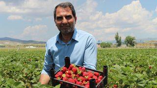 Devletten hibe alarak başladı! Hedefi 24 ton çilek üretmek