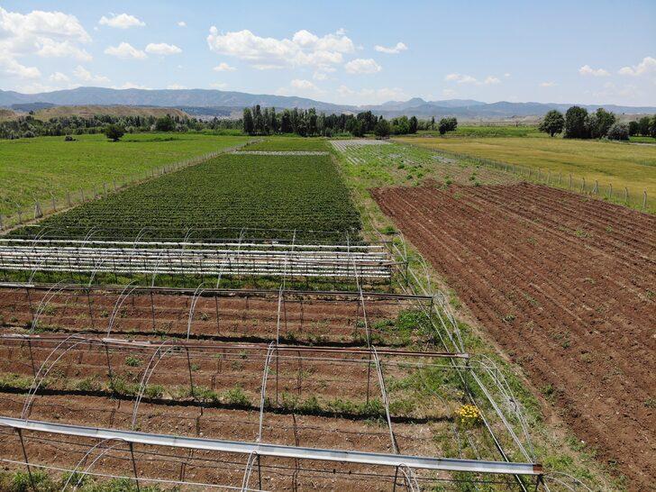 Devletten hibe alarak başladı! Hedefi 24 ton çilek üretmek G1