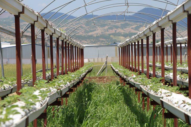 Devletten hibe alarak başladı! Hedefi 24 ton çilek üretmek G2