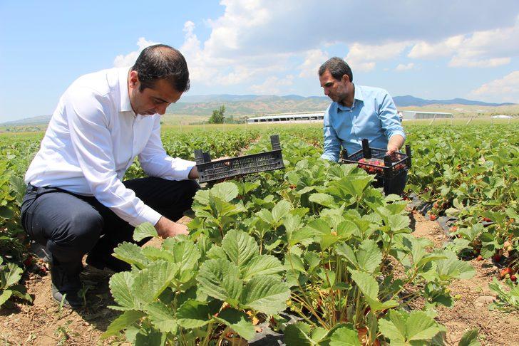 Devletten hibe alarak başladı! Hedefi 24 ton çilek üretmek G3