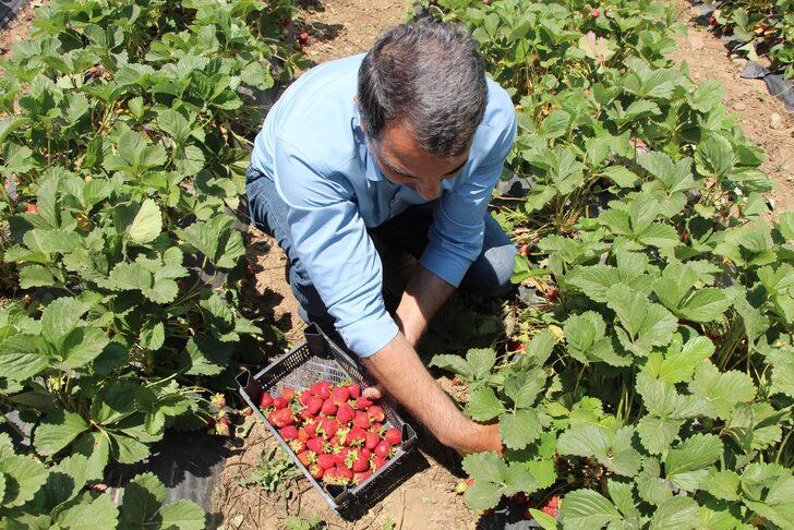 Devletten hibe alarak başladı! Hedefi 24 ton çilek üretmek G4