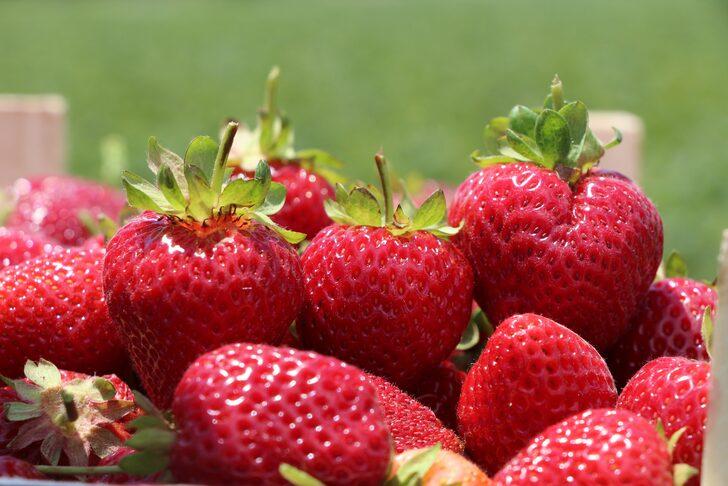 Devletten hibe alarak başladı! Hedefi 24 ton çilek üretmek G5